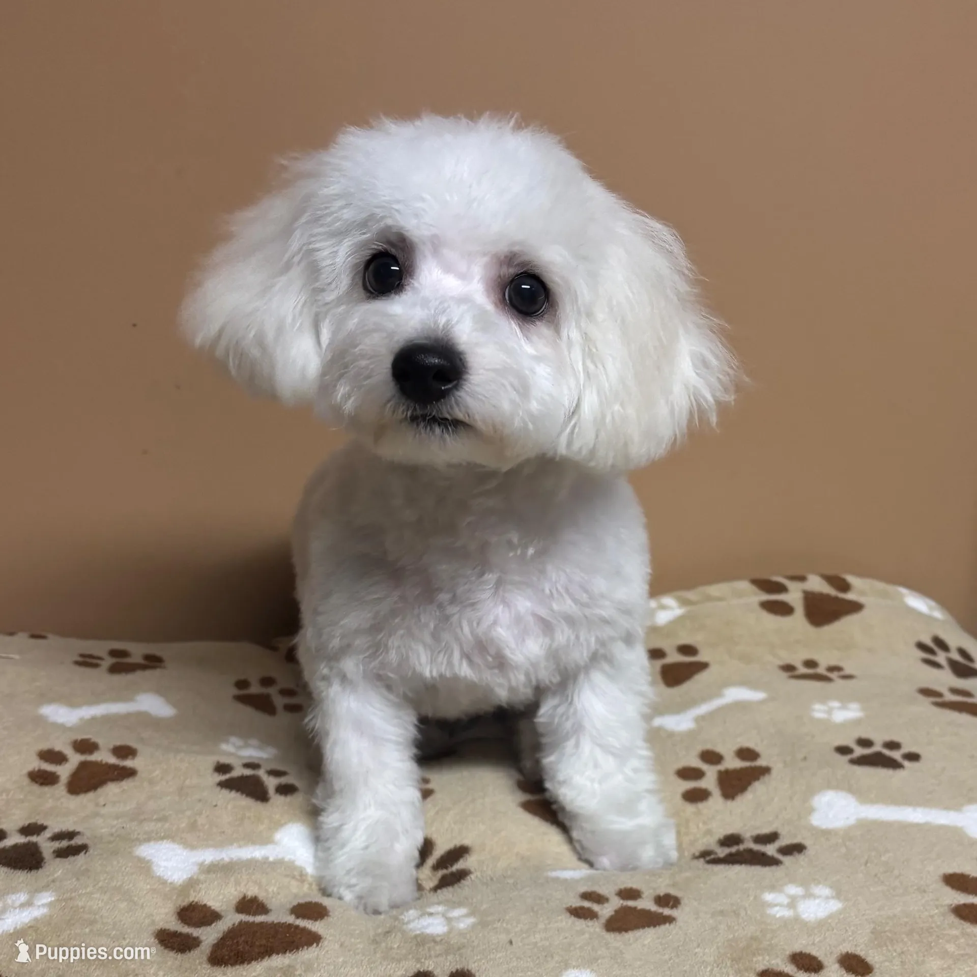 Lucky, a male Bichon Frise for sale in Attleboro, MA – Photo 3 of 3