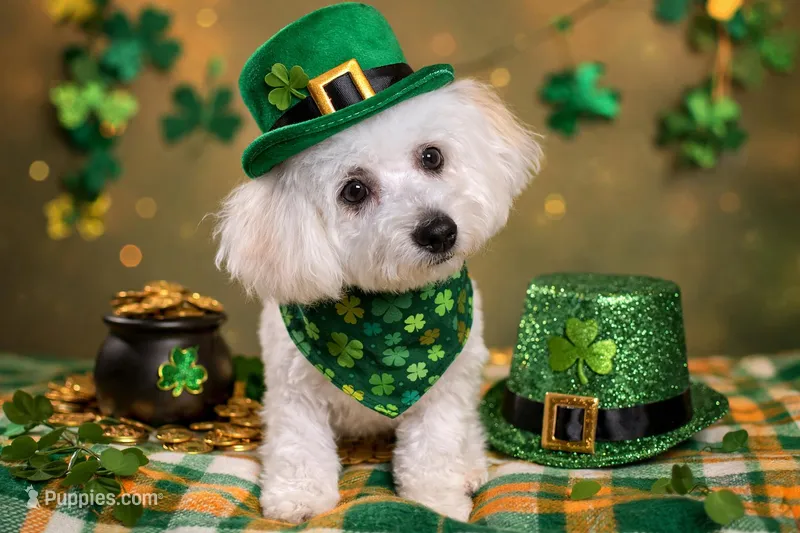 Lucky – Bichon Frise puppy for sale in Attleboro, MA