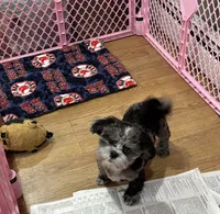 Chevy, a male Shihpoo and Shih Tzu for sale in Attleboro, MA – 2 of 4
