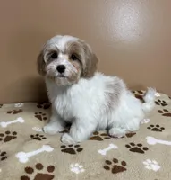 Tommy, a male Cavapoo and Poodle - Toy  for sale in Attleboro, MA – Photo 3 of 4