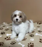 Tommy, a male Cavapoo and Poodle - Toy  for sale in Attleboro, MA – Photo 2 of 4