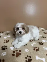 Tommy, a male Cavapoo and Poodle - Toy  for sale in Attleboro, MA – Photo 4 of 4