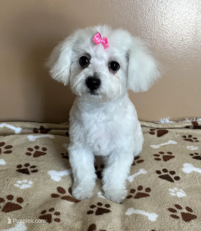 Glimmer – Bichon Frise puppy for sale in Attleboro, MA