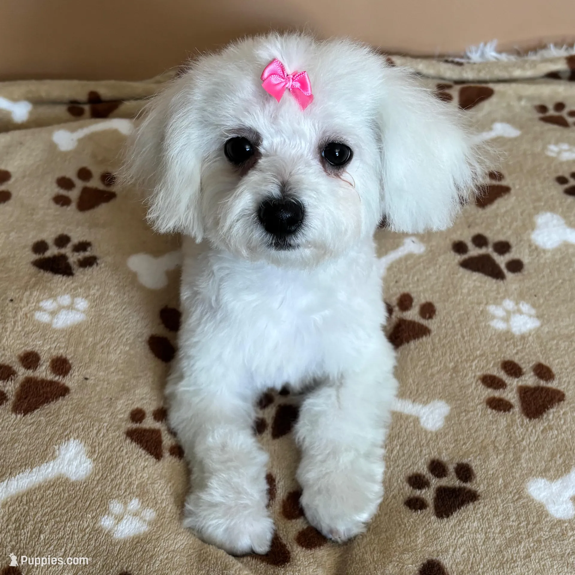 Glimmer, a female Bichon Frise for sale in Attleboro, MA – Photo 2 of 3