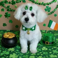 Glimmer, a female Bichon Frise for sale in Attleboro, MA – Photo 1 of 3