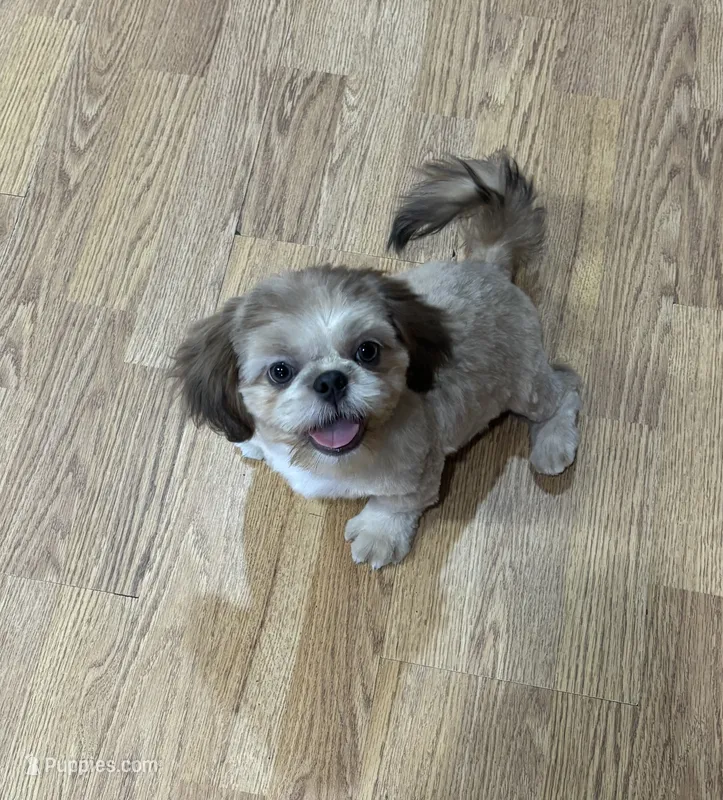 Prince – Shih Tzu puppy for sale in Attleboro, MA