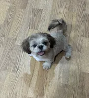 Prince, a male Shih Tzu for sale in Attleboro, MA – 1 of 4