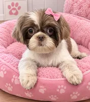 Princess, a female Shih Tzu for sale in Attleboro, MA – 1 of 1