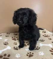 Stu, a male Cavapoo and Poodle - Toy  for sale in Attleboro, MA – Photo 4 of 4
