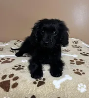 Stu, a male Cavapoo and Poodle - Toy  for sale in Attleboro, MA – Photo 2 of 4