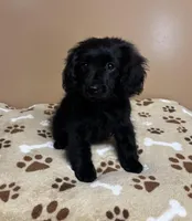 Stu, a male Cavapoo and Poodle - Toy  for sale in Attleboro, MA – Photo 3 of 4