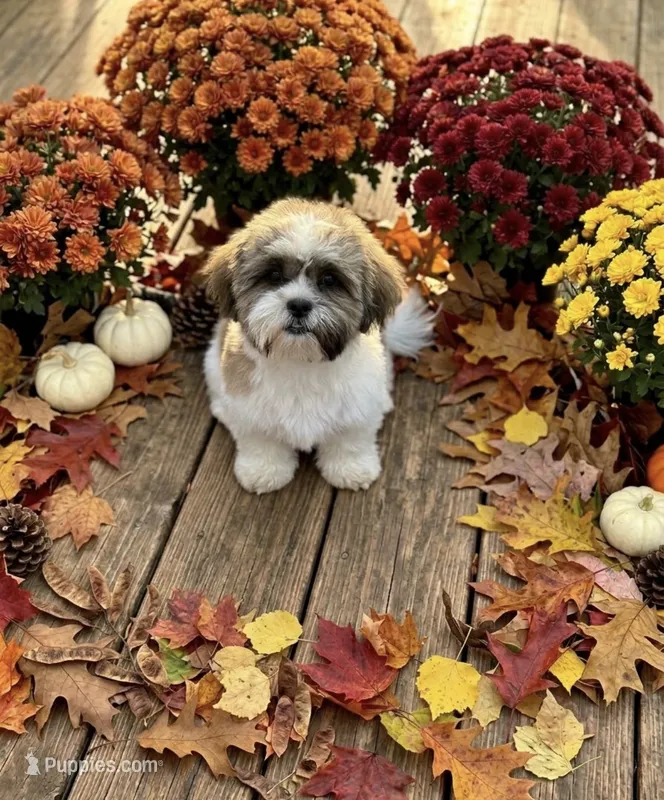 Dodge – Shihpoo, Shih Tzu puppy for sale in Attleboro, MA