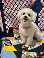 Shimmer , a female Bichon Frise for sale in Attleboro, MA – 3 of 3