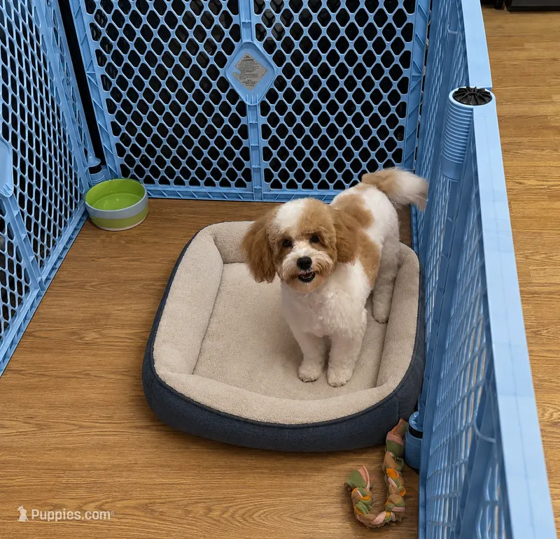 Tommy – Cavapoo, Poodle - Toy  puppy for sale in Attleboro, MA