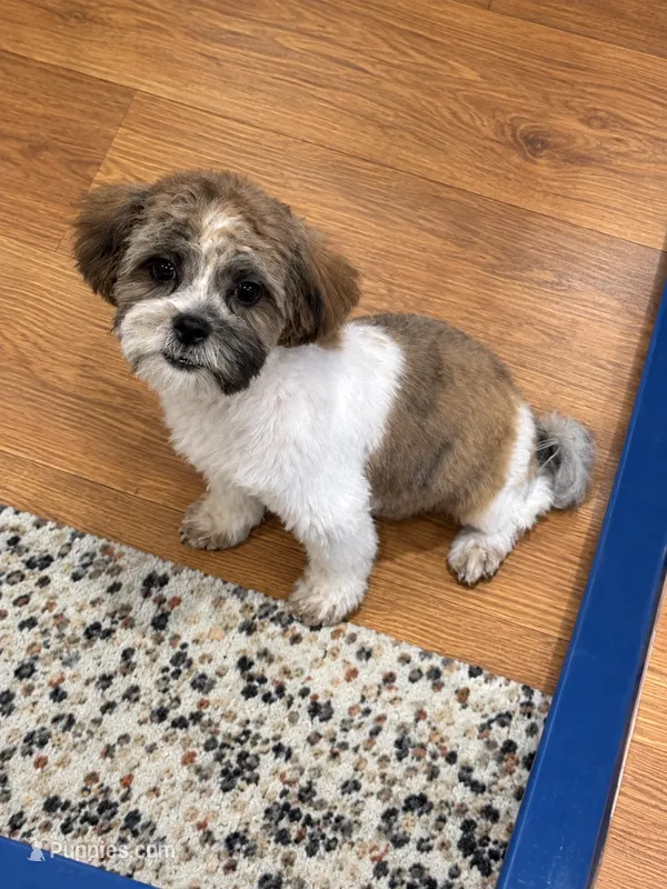 Dodge – Shihpoo, Shih Tzu puppy for sale in Attleboro, MA
