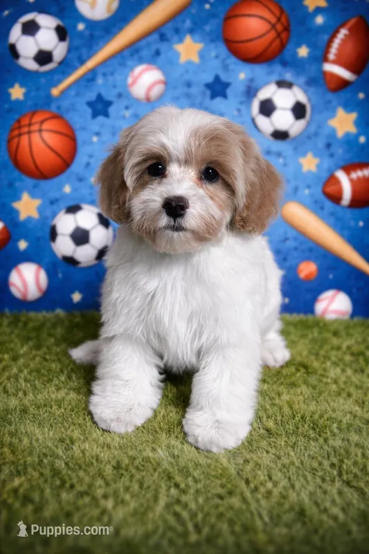 Tommy – Cavapoo, Poodle - Toy  puppy for sale in Attleboro, MA