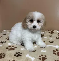 Angelica, a female Cavapoo and Poodle - Toy  for sale in Attleboro, MA – Photo 2 of 4