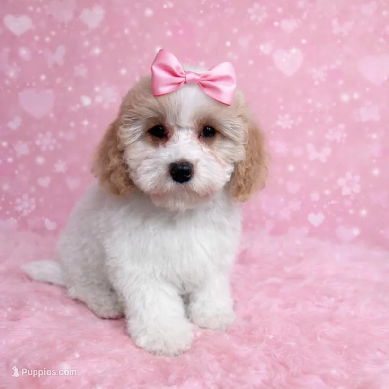 Angelica – Cavapoo, Poodle - Toy  puppy for sale in Attleboro, MA