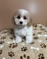 Angelica, a female Cavapoo and Poodle - Toy  for sale in Attleboro, MA – Photo 3 of 4