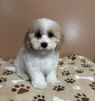 Angelica, a female Cavapoo and Poodle - Toy  for sale in Attleboro, MA – Photo 4 of 4