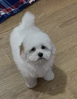 Leia, a female Maltipoo and Poodle - Miniature  for sale in Attleboro, MA – 2 of 3