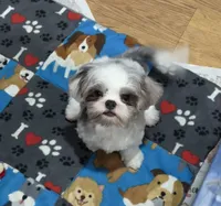 Armani, a male Shihpoo and Shih Tzu for sale in Attleboro, MA – 3 of 3