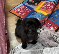 Tiara, a female Shih Tzu for sale in Attleboro, MA – 2 of 2