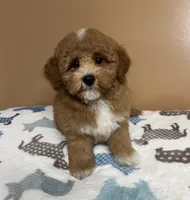 Luke, a male Maltipoo and Poodle - Miniature  for sale in Attleboro, MA – 3 of 3