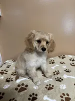 Dil , a male Cavapoo and Poodle - Toy  for sale in Attleboro, MA – Photo 5 of 5