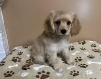 Dil , a male Cavapoo and Poodle - Toy  for sale in Attleboro, MA – Photo 2 of 5