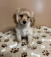 Dil , a male Cavapoo and Poodle - Toy  for sale in Attleboro, MA – Photo 4 of 5