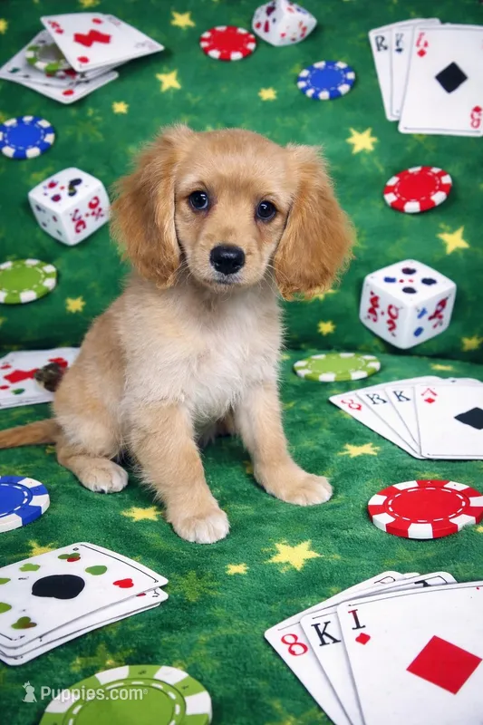 Dil  – Cavapoo, Poodle - Toy  puppy for sale in Attleboro, MA