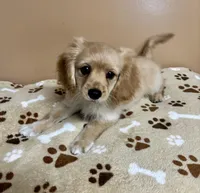 Dil , a male Cavapoo and Poodle - Toy  for sale in Attleboro, MA – Photo 3 of 5