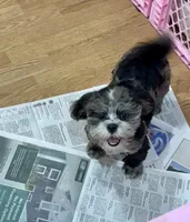 Chevy, a male Shihpoo and Shih Tzu for sale in Attleboro, MA – 3 of 4