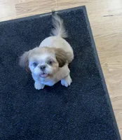 Prince, a male Shih Tzu for sale in Attleboro, MA – 4 of 4