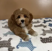 Luke, a male Maltipoo and Poodle - Miniature  for sale in Attleboro, MA – 2 of 3