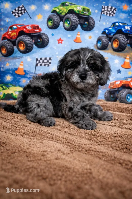 Chuckie – Cavapoo, Poodle - Toy  puppy for sale in Attleboro, MA
