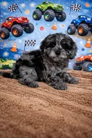Chuckie, a male Cavapoo and Poodle - Toy  for sale in Attleboro, MA – Photo 1 of 4