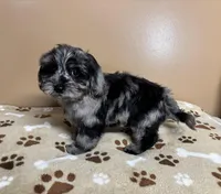 Chuckie, a male Cavapoo and Poodle - Toy  for sale in Attleboro, MA – Photo 4 of 4