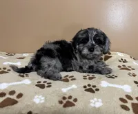 Chuckie, a male Cavapoo and Poodle - Toy  for sale in Attleboro, MA – Photo 3 of 4