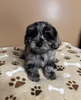 Chuckie, a male Cavapoo and Poodle - Toy  for sale in Attleboro, MA – Photo 2 of 4