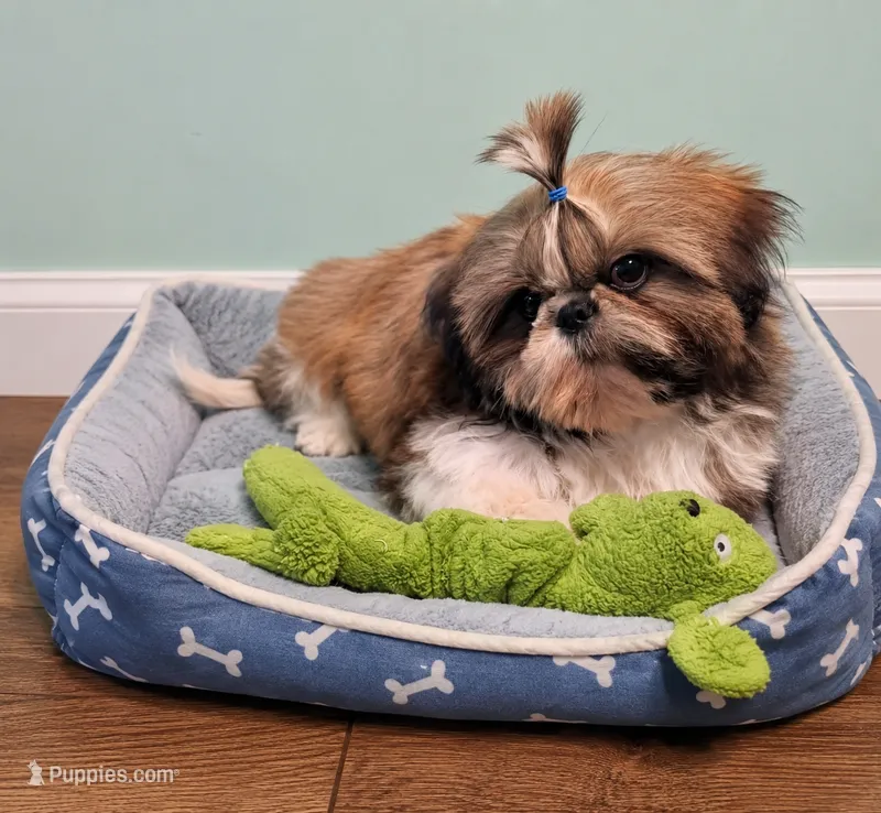 Valentino  – Shih Tzu puppy for sale in Attleboro, MA