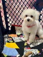 Shimmer , a female Bichon Frise for sale in Attleboro, MA – 1 of 3