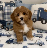Luke, a male Maltipoo and Poodle - Miniature  for sale in Attleboro, MA – 1 of 3