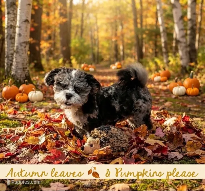 Chevy – Shihpoo, Shih Tzu puppy for sale in Attleboro, MA