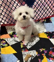 Shimmer , a female Bichon Frise for sale in Attleboro, MA – 2 of 3