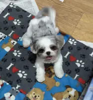 Armani, a male Shihpoo and Shih Tzu for sale in Attleboro, MA – 2 of 3