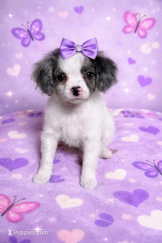 Susie – Cavapoo, Poodle - Toy  puppy for sale in Attleboro, MA