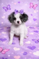 Susie, a female Cavapoo and Poodle - Toy  for sale in Attleboro, MA – Photo 1 of 3