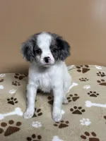 Susie, a female Cavapoo and Poodle - Toy  for sale in Attleboro, MA – Photo 3 of 3